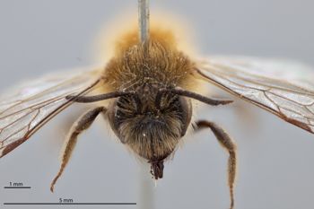 Media type: image;   Entomology 771576 Aspect: head frontal view